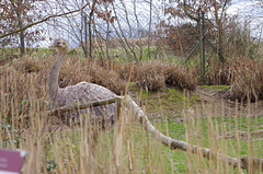 Parc aux oiseaux - Villars les Dombes - Ain