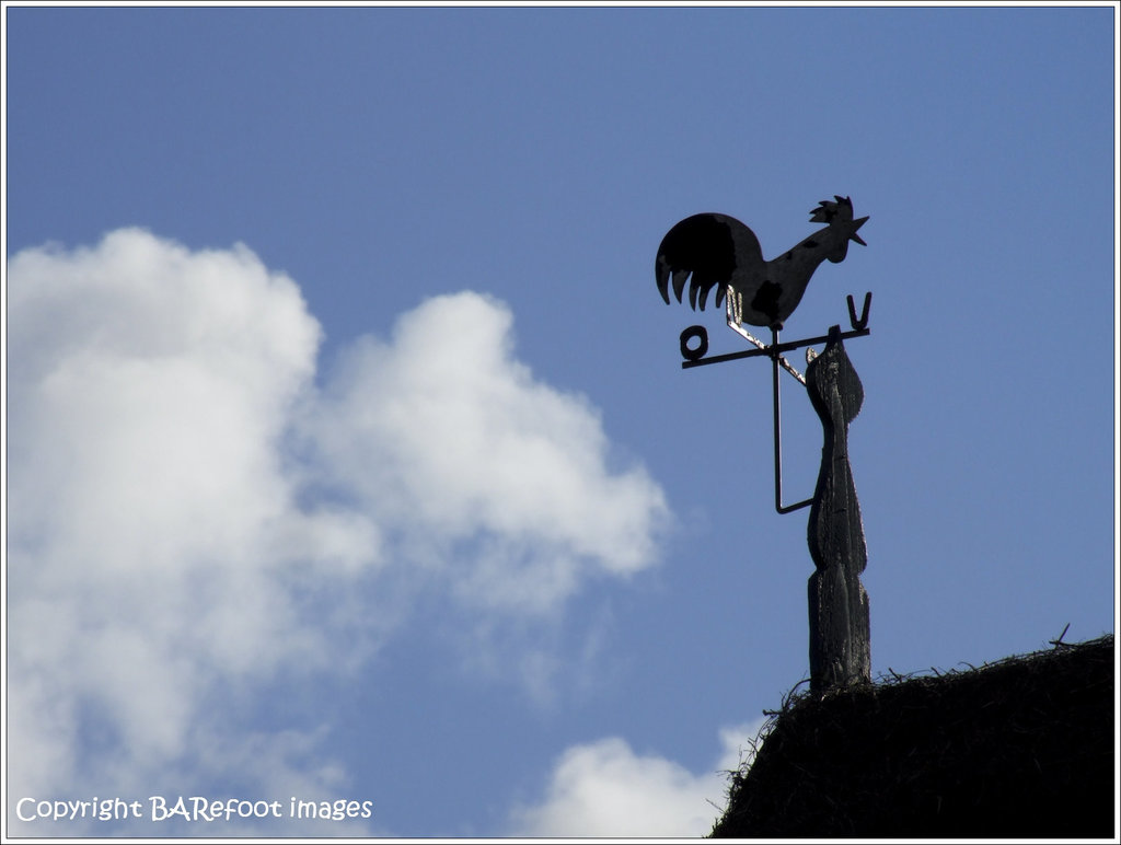 gockel mit weißer wolke