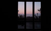 Dawn from my bed