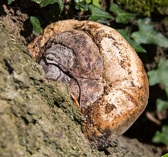 20140416 1162VRAw [D-LIP] Pilz, Hühnerwiem, Bd Salzuflen