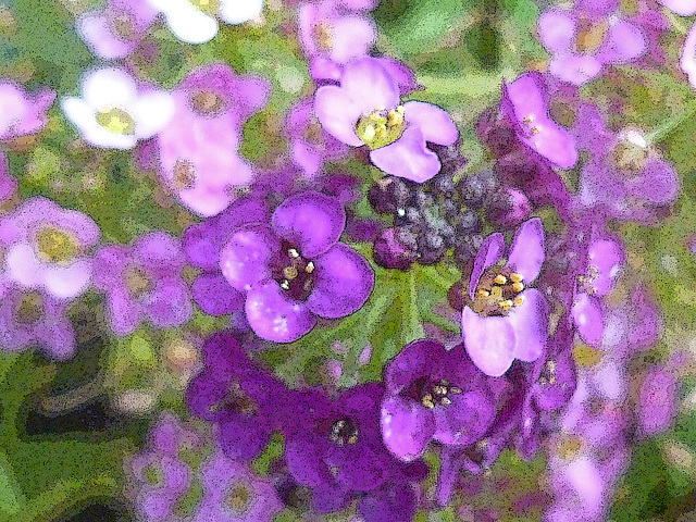 alyssum