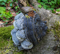 20140416 1160VRAw [D-LIP] Echter Zunderschwamm, Hühnerwiem, Bad Salzuflen