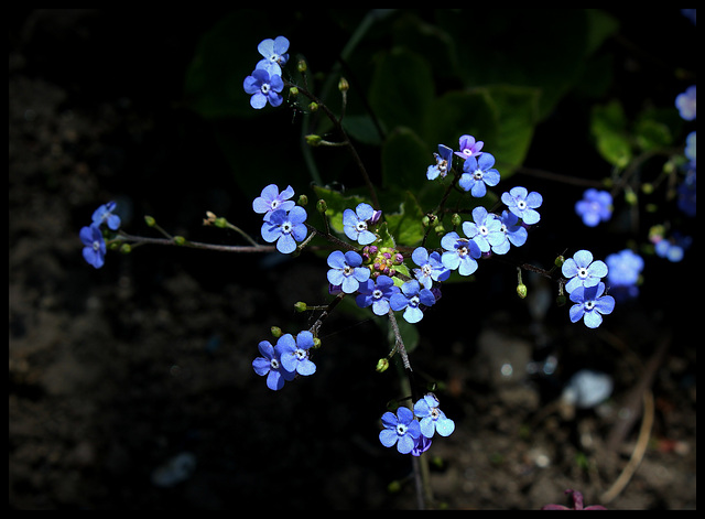 Brunnera