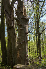 20140416 1156VRAw [D-LIP] Echter Zunderschwamm, Hühnerwiem, Bad Salzuflen