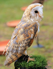 Owls and other Birds of Prey