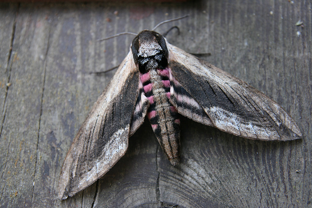 Sirelisuru / Privet Hawk-moth (Sphinx ligustri)