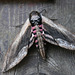 Sirelisuru / Privet Hawk-moth (Sphinx ligustri)
