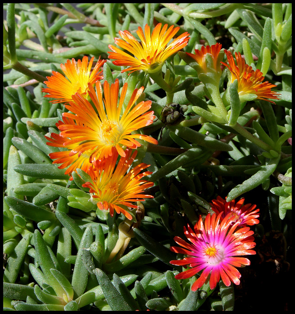 Delosperma WOW 'Orange Wonder '