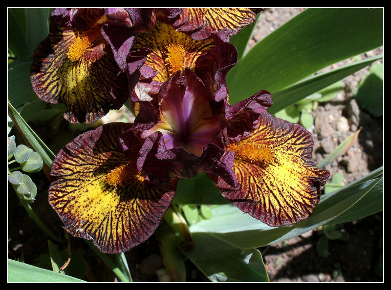 Iris nain 'Firestorm'