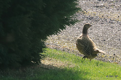 I wonder if he'll find me if I hide in this shrubbery?