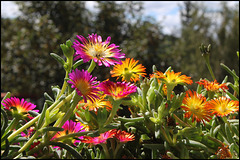 Delosperma WOW ' Hot Pink Wonder '