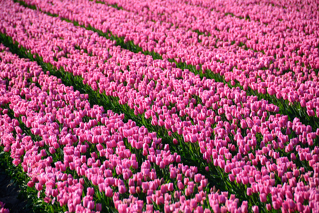 Tulips