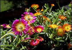 Delosperma WOW ' Hot Pink Wonder '