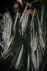 marsh grasses