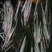 marsh grasses