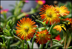 Delosperma WOW 'Orange Wonder '