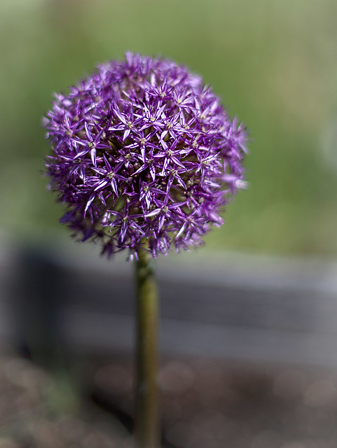 Drumstick Allium