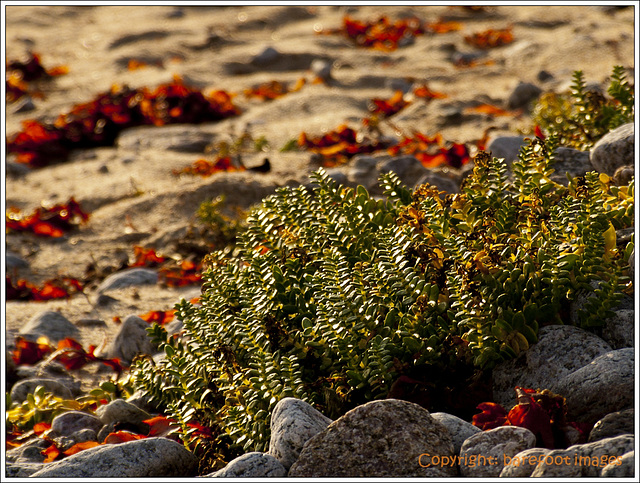 morning at the beach (3)