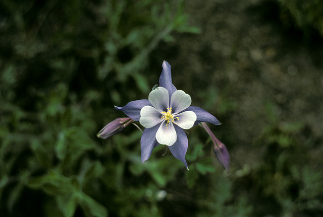 columbine