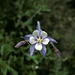 columbine