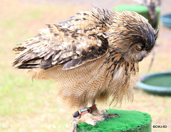 Drying myself after a rain shower!