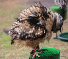 Drying myself after a rain shower!