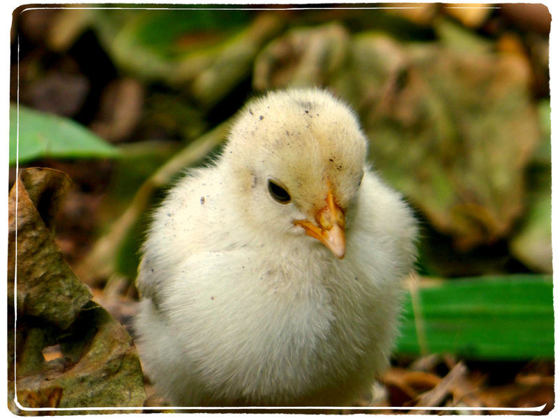 ~ Tweet Tweet ~