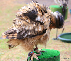 Drying myself after a rain shower!