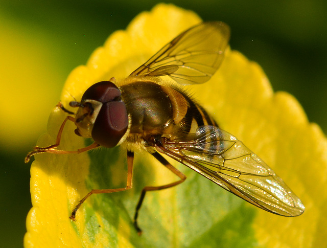 Hoverfly