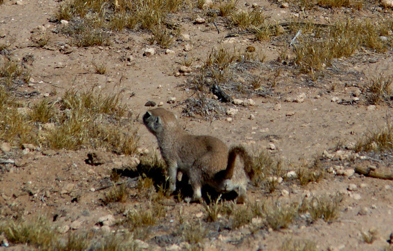 Desert critter