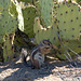 Harris' antelope squirrel dining on opuntia pad