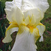 The first Bearded Iris of the year