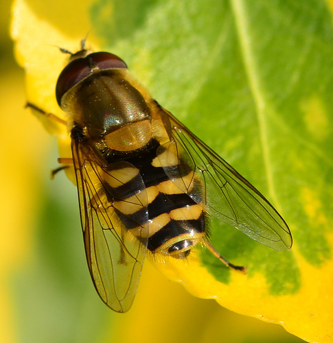 Hoverfly