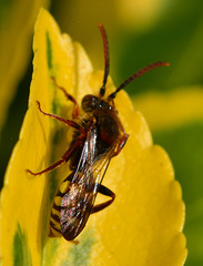 Nomada Bee