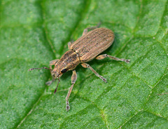 Weevil,Sitona lineatus