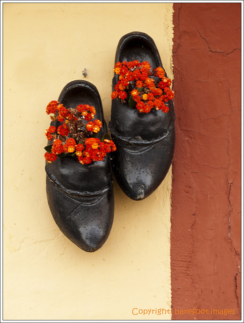 plants in shoes (2)