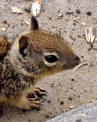 Baby Squirrel Portrait