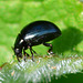 Leaf Beetle, possibly Phaedon tumidulus
