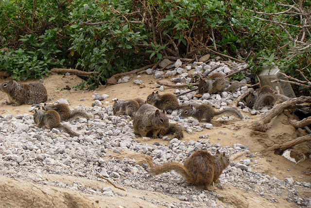 Many squirrels