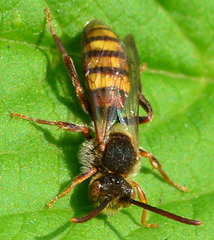 Bee with beautiful eyes!! Nomada