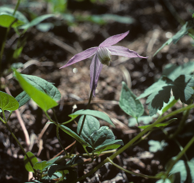 wild clematis