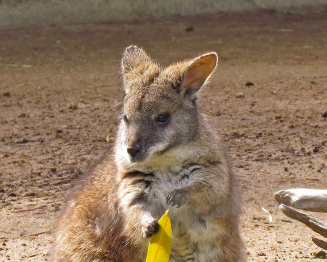 Wallaby