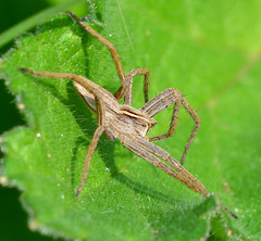 Nursery Web Spider