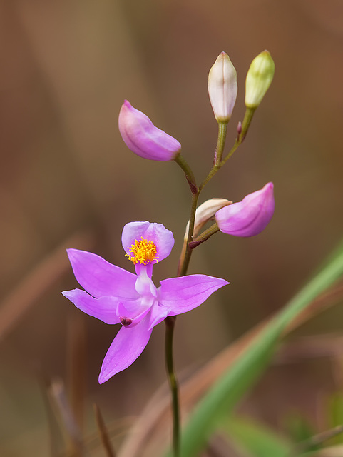 Calopogon barbatus (Bearded Grass-pink orchid)