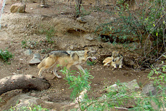 Mexican Wolves