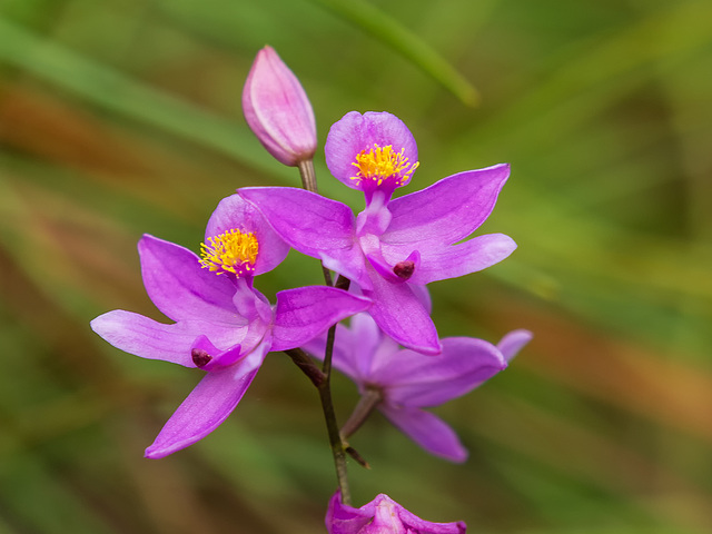 Calopogon barbatus (Bearded Grass-pink orchid)