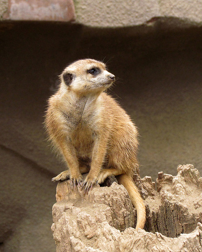 Meerkat Lookout