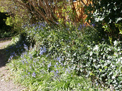 The bluebells are a riot of colour