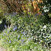 The bluebells are a riot of colour