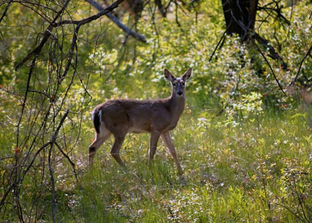 White Tailed Deer